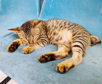 High angle view of cat sleeping