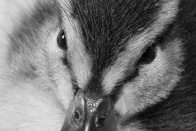 Close-up portrait of cat