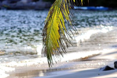 Close-up of plant on beach