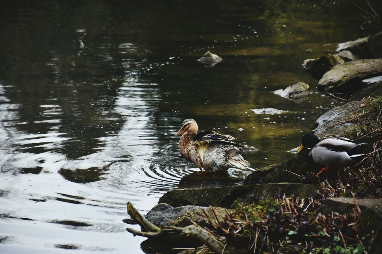 animal themes, bird, animals in the wild, water, lake, wildlife, reflection, swimming, duck, water bird, nature, waterfront, swan, mallard duck, pond, rippled, two animals, animal family, high angle view, floating on water