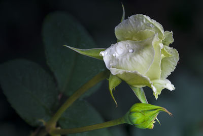 Close-up of rose plant with dew drops