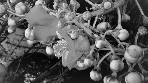 Close-up of plant