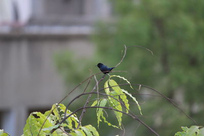 Close-up of bird perching on plant