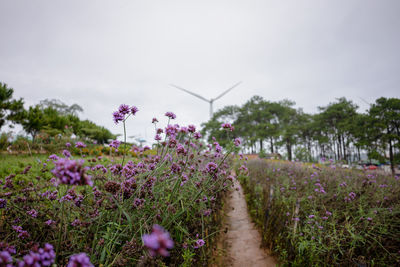 Purple flowering plants on field against sky