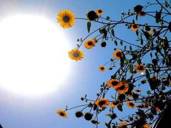 Low angle view of flowers blooming on tree against sky