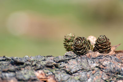 Close-up of shell on rock