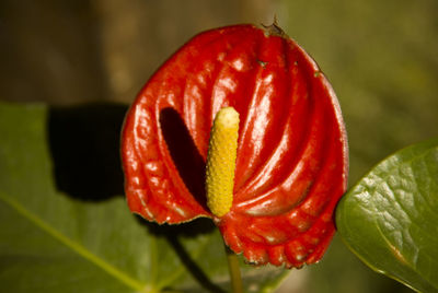 Close-up of red rose on leaf