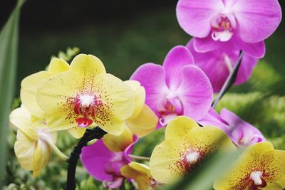 Close-up of pink flowers blooming outdoors