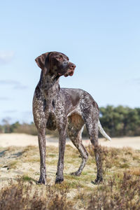 Portrait of dog on field