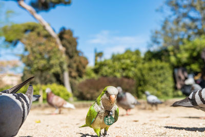 Close-up of toy on tree against sky