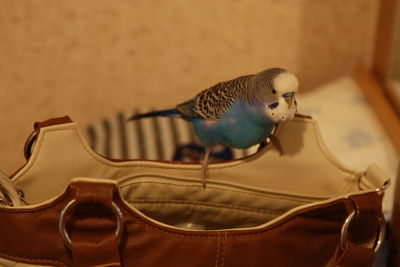 Close-up of bird perching at home
