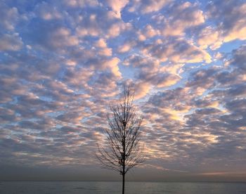 Bare tree on landscape against sky at sunset