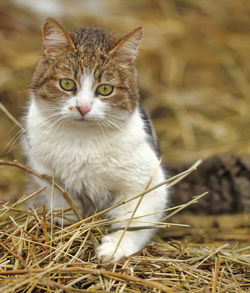 Portrait of cat sitting on field