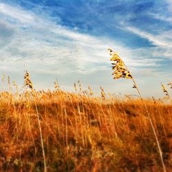 Close-up of sea oat grass on field against sky