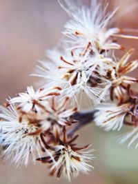 Close-up of white dandelion
