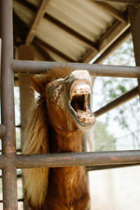 Close-up of a horse in zoo