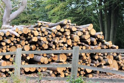 Stack of logs against trees