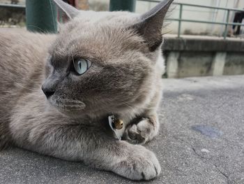 Close-up portrait of a cat