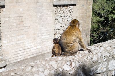 Monkey family sitting on retaining wall