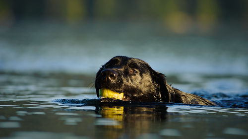 Close-up black dog underwater with ball in mouth