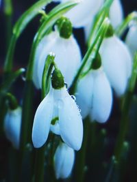 Close-up of white flowers