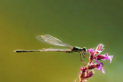 Close-up of dragonfly on flower