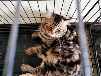 Portrait of cat in cage