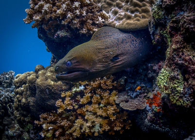 Fish swimming in sea