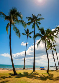 Palm trees on beach against sky