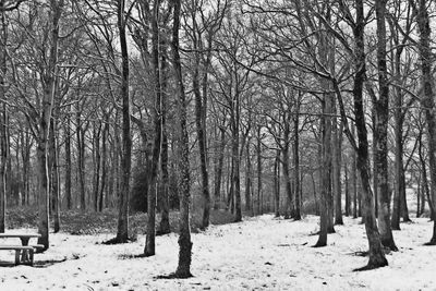 Bare trees in forest during winter