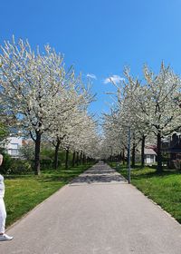 Cherry blossom trees by road against blue sky