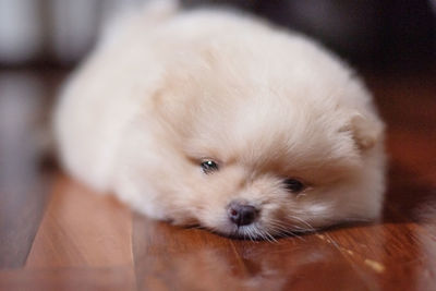 Portrait of dog lying down on hardwood floor