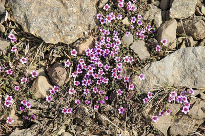 Purple-flowered saxifraga plants growing between rocks and gravel in the mountains in iceland