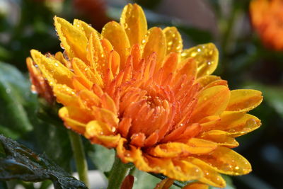 Close-up of wet yellow flower