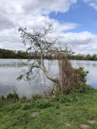 Tree by lake against sky