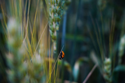 Close-up of ladybug on grass