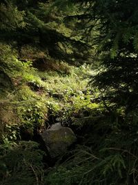 Trees and rocks in forest