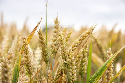 Close-up of wheat growing on field against sky