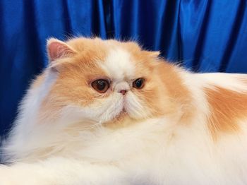 Close-up portrait of a cat