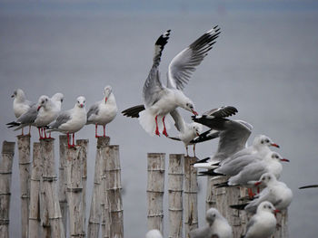 Flock of birds on wooden post