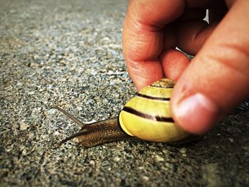 Close-up of hand feeding on road