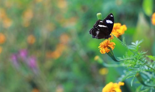 Close-up of butterfly pollinating on flower