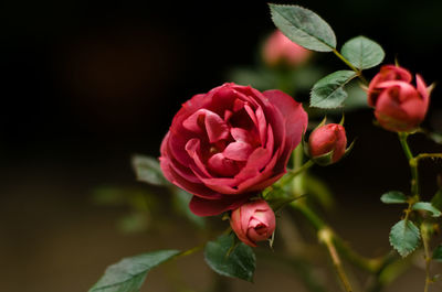 Close-up of red flower