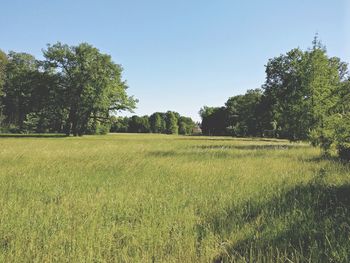 Scenic view of grassy field against clear sky