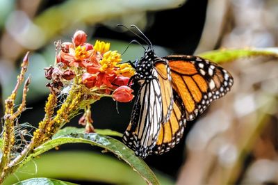 Close-up of butterfly on flower