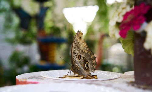 Close-up of butterfly on flower