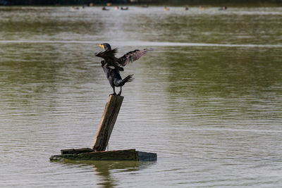 Bird perching on wooden post in lake