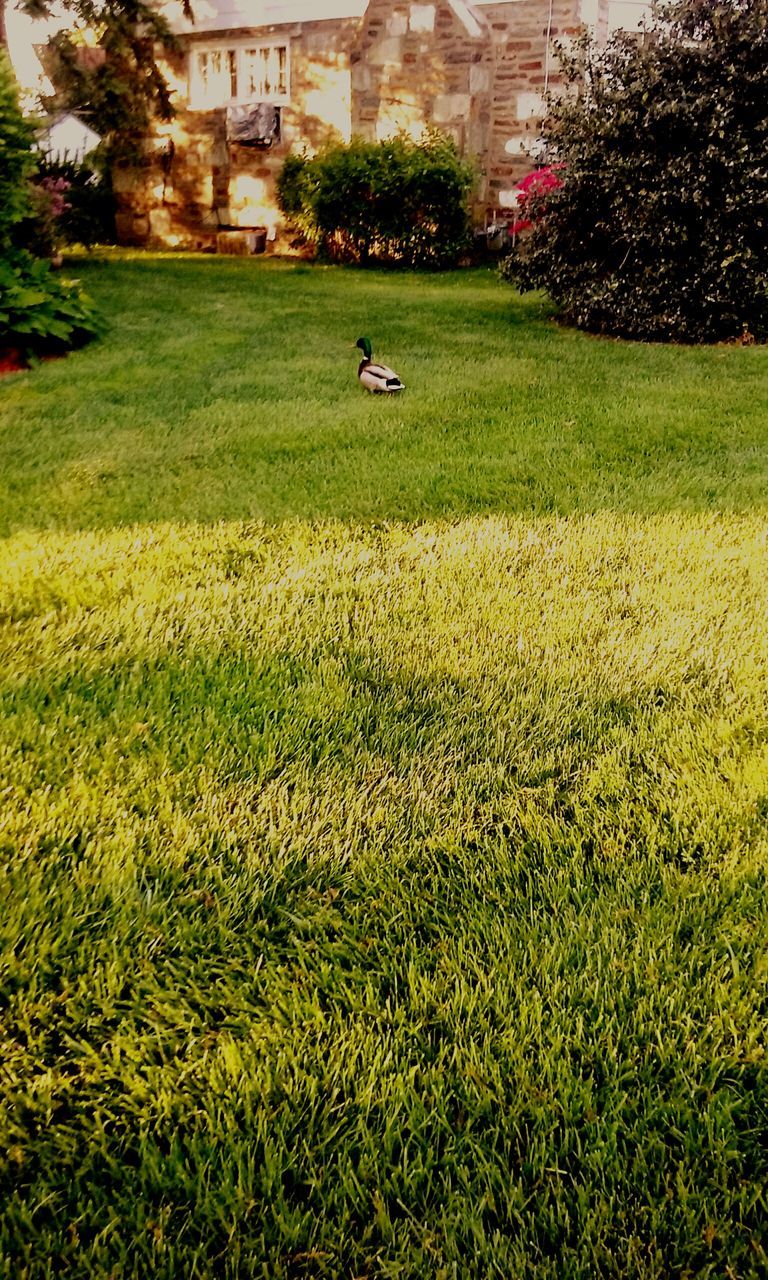 grass, green color, field, grassy, building exterior, lawn, built structure, architecture, growth, tree, park - man made space, lifestyles, grassland, nature, leisure activity, house, day, landscape