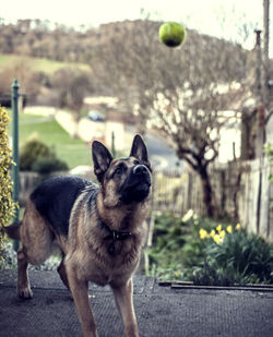 Dog watching ball