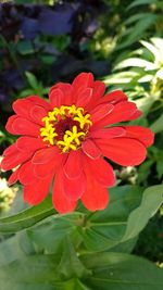 Close-up of red flower blooming outdoors